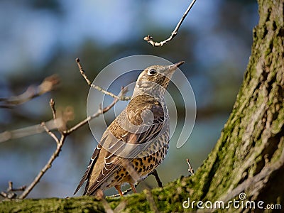 Mistle thrush sitting on a tree branch Stock Photo