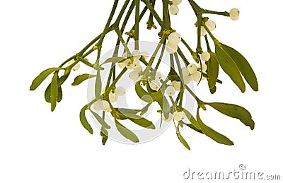 Mistletoe Stock Photo