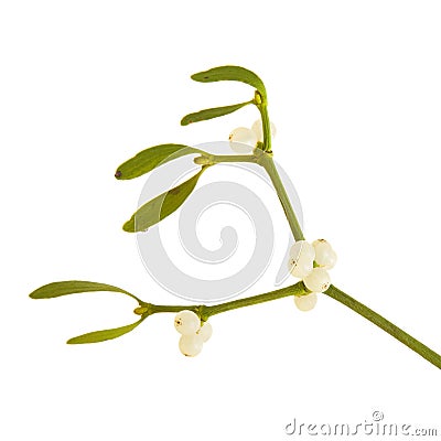 Mistletoe Stock Photo