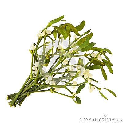 Mistletoe Stock Photo