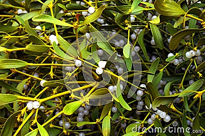 Mistletoe Stock Photo