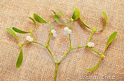 Mistletoe branch Stock Photo
