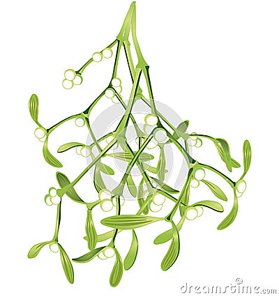 Mistletoe branches hanging, vector illustration Vector Illustration