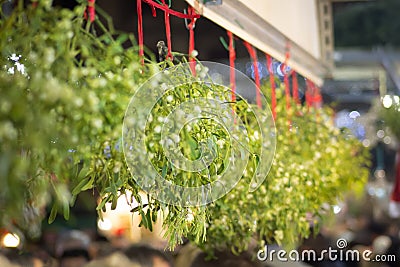 Mistletoe for Christmas decoration. Stock Photo