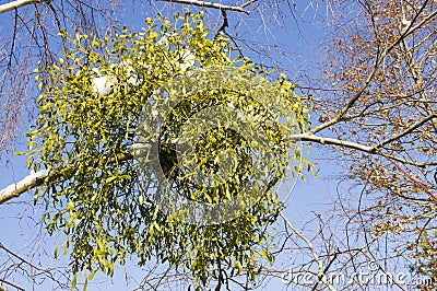 Mistletoe. Stock Photo