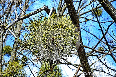 Mistletoe parasite of trees Stock Photo