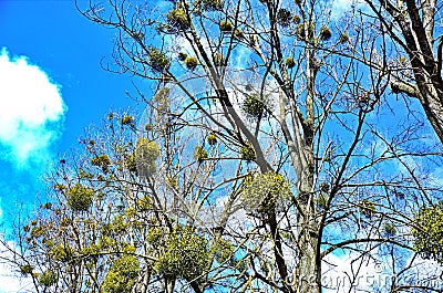 Mistletoe parasite of trees Stock Photo