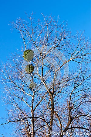 Mistletoe plant on a birch tree Stock Photo
