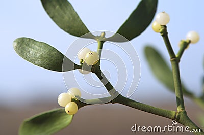 Mistletoe plant close-up Stock Photo