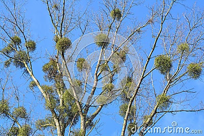 Mistletoe plant Stock Photo