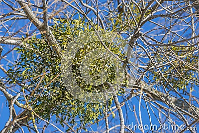 Mistletoe plant Stock Photo