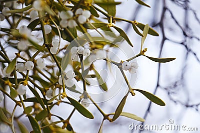 Mistletoe is a semi-parasitic plant that grows on the branches of trees. Close up view Mistletoe with white berries Stock Photo