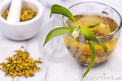 Mistletoe, tea with mortar and frehs and dried mistletoe drug Stock Photo