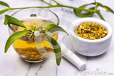 Mistletoe, tea with mortar and frehs and dried mistletoe drug Stock Photo