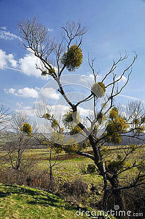 Mistletoe tree Stock Photo