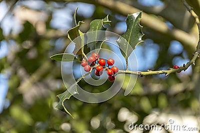 A Mistletoe Tree Stock Photo