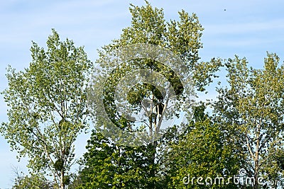 Mistletoe on the trees. Stock Photo