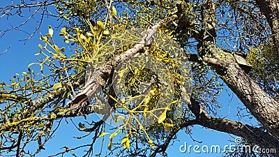 Mistletoe, Viscum alb Stock Photo