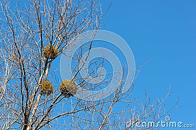 Mistletoes on a tree at early springtime Stock Photo
