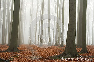 Misty autumn beech forest Stock Photo
