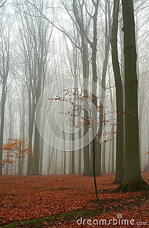 Misty autumn beech forest Stock Photo