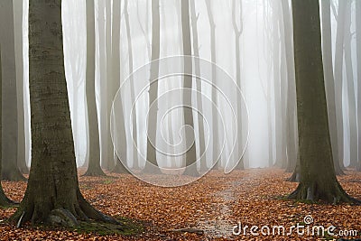 Misty autumn beech forest Stock Photo