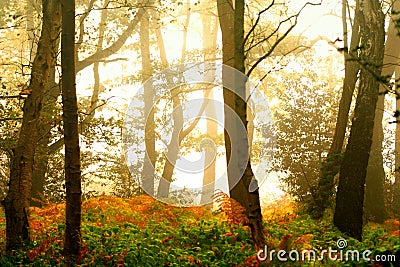 Misty autumn forest Stock Photo