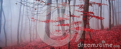 The misty autumn forest. Shallow depth of field Stock Photo