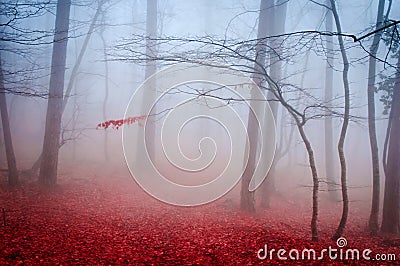 The misty autumn forest. Shallow depth of field Stock Photo