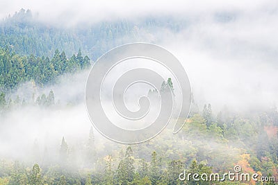 Pine Forest Misty background Stock Photo