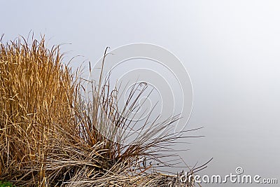 Misty background to dry bulrushes and reeds on edge of lake Stock Photo