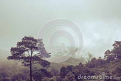 Misty Backgrounds Stock Photo