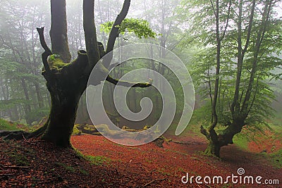 Misty beech wood in Orozko (Biscay, Basque Country) Stock Photo