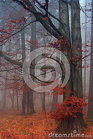 Misty beechwood Stock Photo