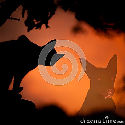 Misty Black dog with red eyes with creepy cat Halloween background Stock Photo