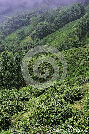 misty and cloudy hilly landscape, lush green tea plantation of darjeeling, on the slopes of himalaya mountains in india Stock Photo