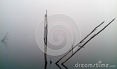 misty creepy dark natural pond tree Stock Photo