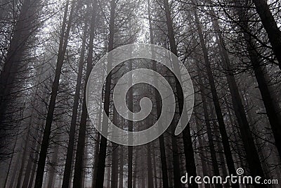 Misty and dark pine woods Stock Photo