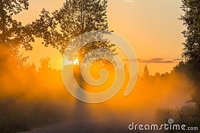 Misty dawn with sunbeams sunset rays tree Stock Photo