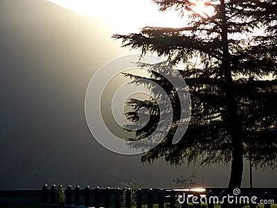 Misty Fir Tree Stock Photo