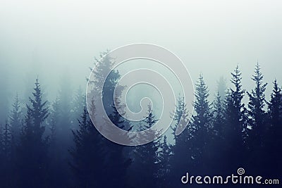 Misty fog pine forest mountain slopes color toning Stock Photo