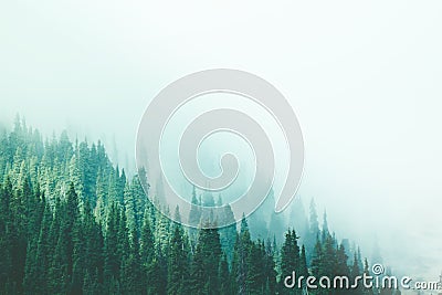 Misty fog pine forest mountain slopes color toning Stock Photo