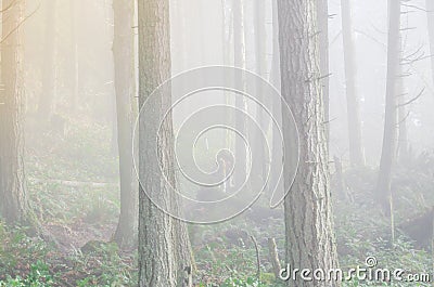 Misty foggy trail lush forest mountain landscape at Poo Poo Point in Washington, USA Stock Photo