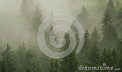 Misty forest Stock Photo