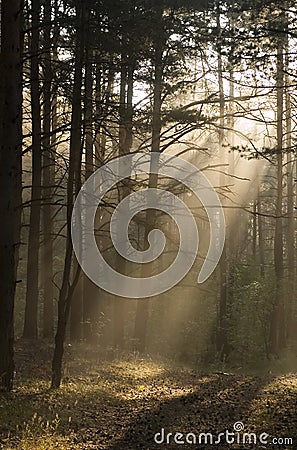 Misty forest Stock Photo