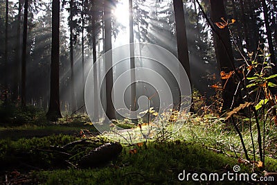 Misty forest Stock Photo