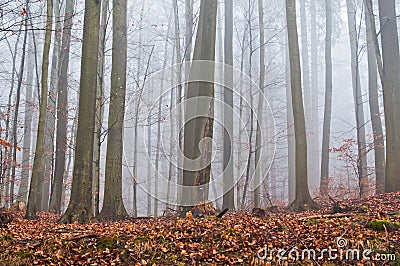 Misty forest in the autumn with dry leaves in the ground Stock Photo