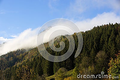 Misty forest in the Bavarian mountains Stock Photo