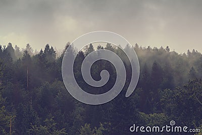 Misty forest of evergreen coniferous trees Stock Photo