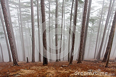 Misty forest Stock Photo